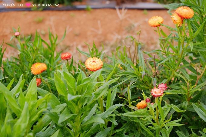 桃園觀音親子景點【青林農場】向日葵、麥桿菊×兒童草皮遊戲區(小火車、超跑、餵兔子) - yuki.tw