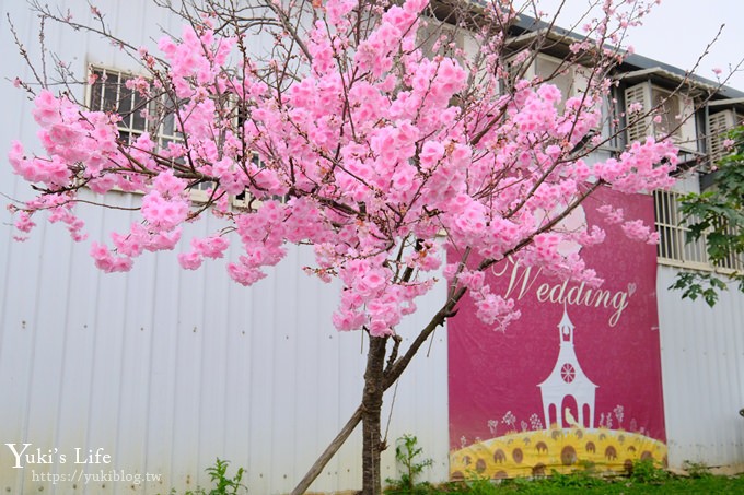 桃園景點【向陽農場】親子景點～薰衣草、向日葵、金魚草超美花海×兒童遊樂設施×餵羊咩咩 - yuki.tw