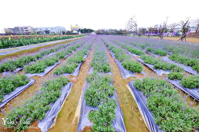 桃園景點【向陽農場】親子景點～薰衣草、向日葵、金魚草超美花海×兒童遊樂設施×餵羊咩咩 - yuki.tw