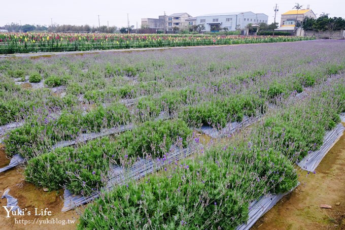 桃園景點【向陽農場】親子景點～薰衣草、向日葵、金魚草超美花海×兒童遊樂設施×餵羊咩咩 - yuki.tw