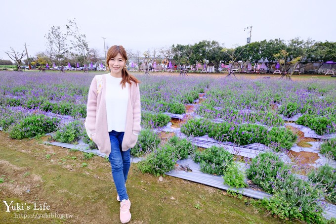 桃園景點【向陽農場】親子景點～薰衣草、向日葵、金魚草超美花海×兒童遊樂設施×餵羊咩咩 - yuki.tw