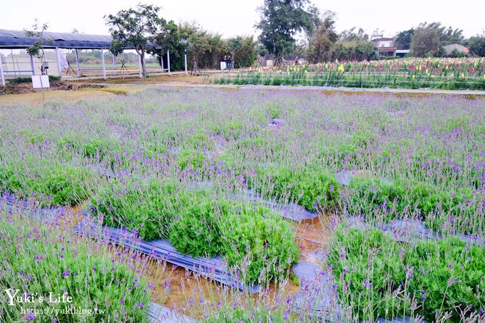 桃園景點【向陽農場】親子景點～薰衣草、向日葵、金魚草超美花海×兒童遊樂設施×餵羊咩咩 - yuki.tw