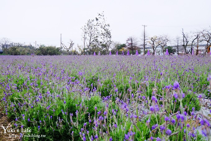 桃園景點【向陽農場】親子景點～薰衣草、向日葵、金魚草超美花海×兒童遊樂設施×餵羊咩咩 - yuki.tw