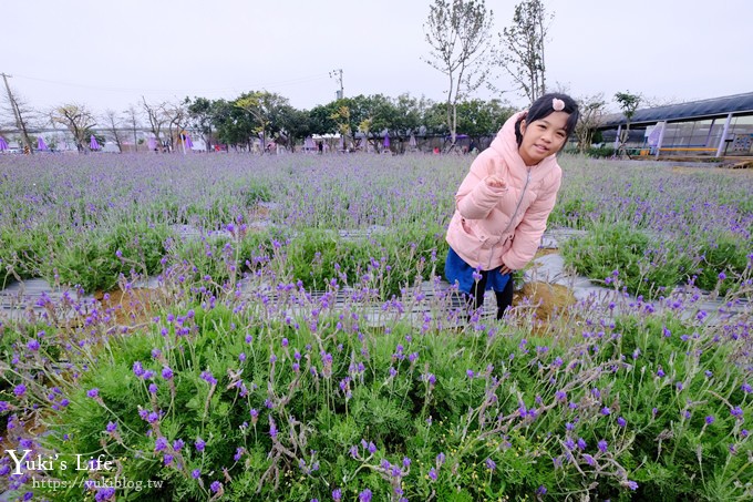 桃園景點【向陽農場】親子景點～薰衣草、向日葵、金魚草超美花海×兒童遊樂設施×餵羊咩咩 - yuki.tw