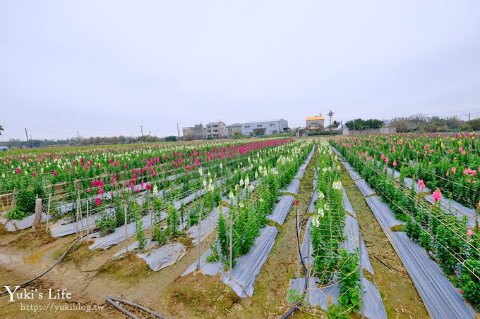 桃園景點【向陽農場】親子景點～薰衣草、向日葵、金魚草超美花海×兒童遊樂設施×餵羊咩咩 - yuki.tw