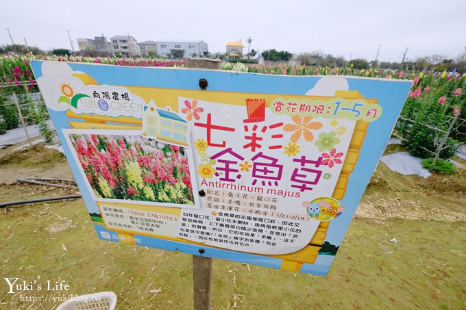 桃園景點【向陽農場】親子景點～薰衣草、向日葵、金魚草超美花海×兒童遊樂設施×餵羊咩咩 - yuki.tw