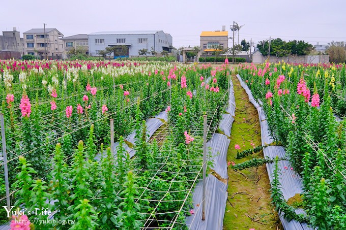 桃園景點【向陽農場】親子景點～薰衣草、向日葵、金魚草超美花海×兒童遊樂設施×餵羊咩咩 - yuki.tw