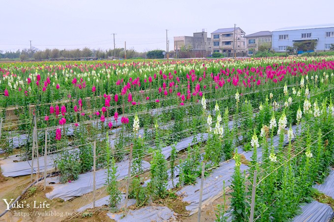 桃園景點【向陽農場】親子景點～薰衣草、向日葵、金魚草超美花海×兒童遊樂設施×餵羊咩咩 - yuki.tw