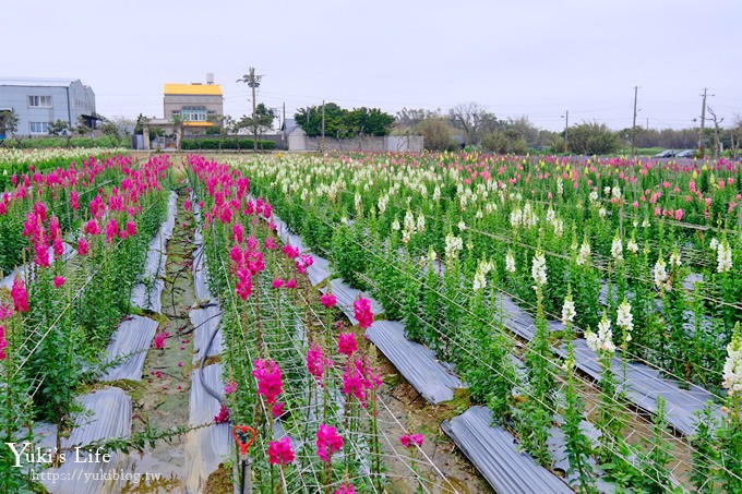 桃園景點【向陽農場】親子景點～薰衣草、向日葵、金魚草超美花海×兒童遊樂設施×餵羊咩咩 - yuki.tw