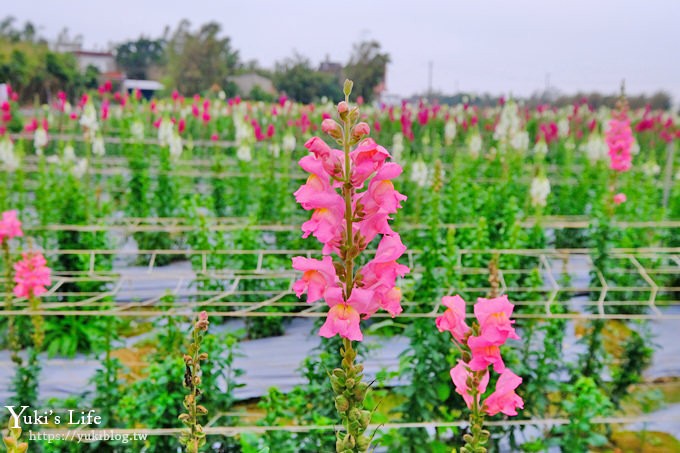 桃園景點【向陽農場】親子景點～薰衣草、向日葵、金魚草超美花海×兒童遊樂設施×餵羊咩咩 - yuki.tw