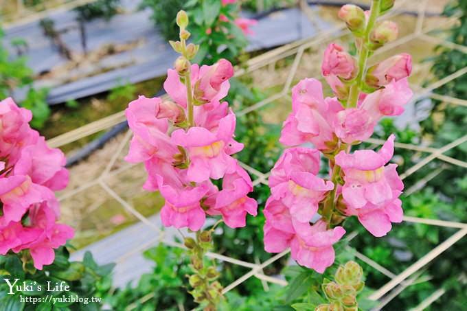 桃園景點【向陽農場】親子景點～薰衣草、向日葵、金魚草超美花海×兒童遊樂設施×餵羊咩咩 - yuki.tw