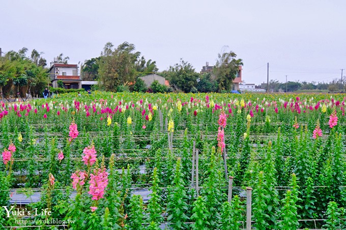 桃園景點【向陽農場】親子景點～薰衣草、向日葵、金魚草超美花海×兒童遊樂設施×餵羊咩咩 - yuki.tw