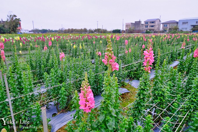 桃園景點【向陽農場】親子景點～薰衣草、向日葵、金魚草超美花海×兒童遊樂設施×餵羊咩咩 - yuki.tw