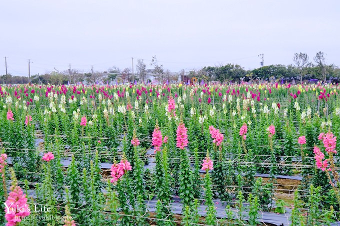 桃園景點【向陽農場】親子景點～薰衣草、向日葵、金魚草超美花海×兒童遊樂設施×餵羊咩咩 - yuki.tw