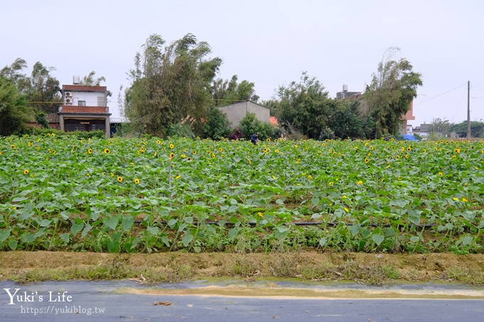 桃園景點【向陽農場】親子景點～薰衣草、向日葵、金魚草超美花海×兒童遊樂設施×餵羊咩咩 - yuki.tw