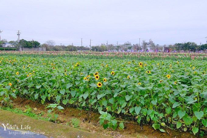 桃園景點【向陽農場】親子景點～薰衣草、向日葵、金魚草超美花海×兒童遊樂設施×餵羊咩咩 - yuki.tw