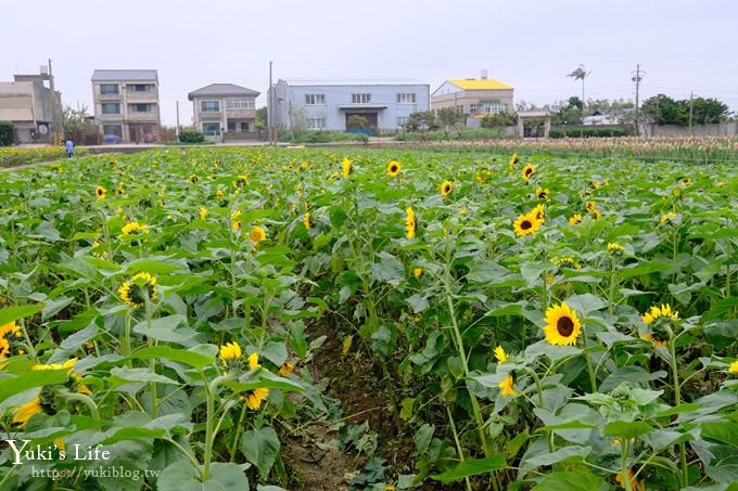 桃園景點【向陽農場】親子景點～薰衣草、向日葵、金魚草超美花海×兒童遊樂設施×餵羊咩咩 - yuki.tw