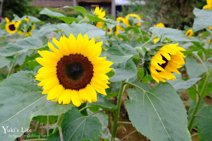 桃園景點【向陽農場】親子景點～薰衣草、向日葵、金魚草超美花海×兒童遊樂設施×餵羊咩咩 - yuki.tw