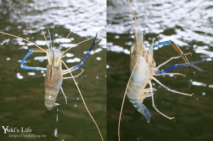 宜蘭親子景點【蘭楊蟹莊×蘭楊船菜】釣無毒泰國蝦、DIY烤蝦、保證蝦量!好吃好玩生態之旅 - yuki.tw