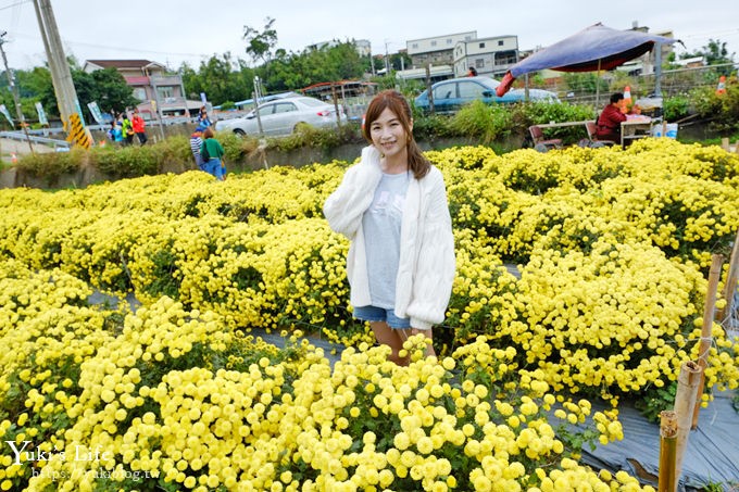 2018苗栗銅鑼杭菊節【菊祥如芋】九條路線×趴趴造賞花趣！ - yuki.tw