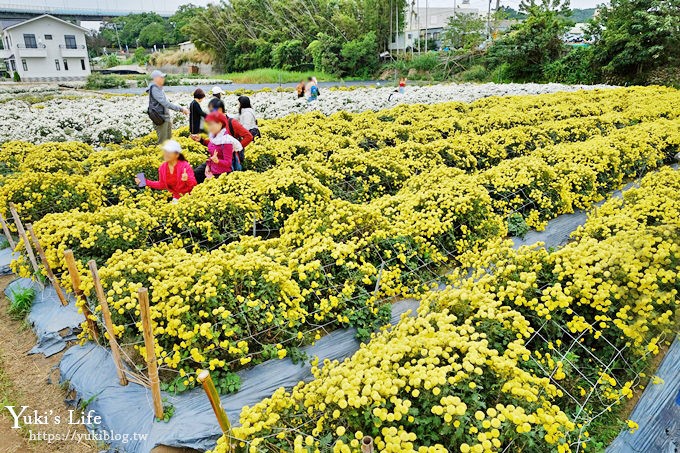 2018苗栗銅鑼杭菊節【菊祥如芋】九條路線×趴趴造賞花趣！ - yuki.tw