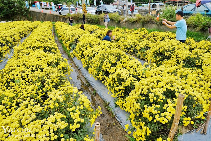 2018苗栗銅鑼杭菊節【菊祥如芋】九條路線×趴趴造賞花趣！ - yuki.tw