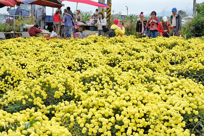 2018苗栗銅鑼杭菊節【菊祥如芋】九條路線×趴趴造賞花趣！ - yuki.tw