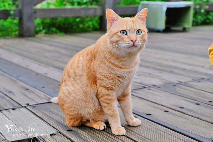 新北景點【猴硐貓村】喵咪公仔車站、新貓橋、猴硐煤礦博物園區~猴硐車站假日親子好去處 - yuki.tw