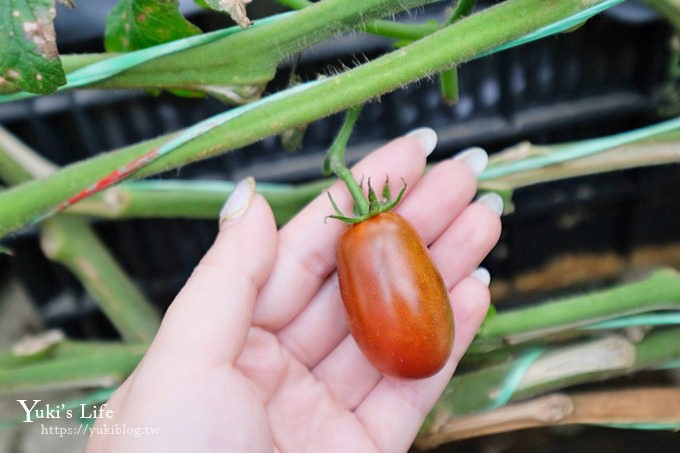 新竹景點【金勇diy番茄農場】彩色番茄聯合國(免門票)採果搗麻糬DIY親子好去處 - yuki.tw