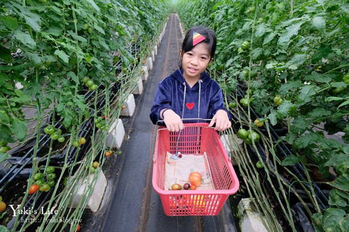 新竹景點【金勇diy番茄農場】彩色番茄聯合國(免門票)採果搗麻糬DIY親子好去處 - yuki.tw