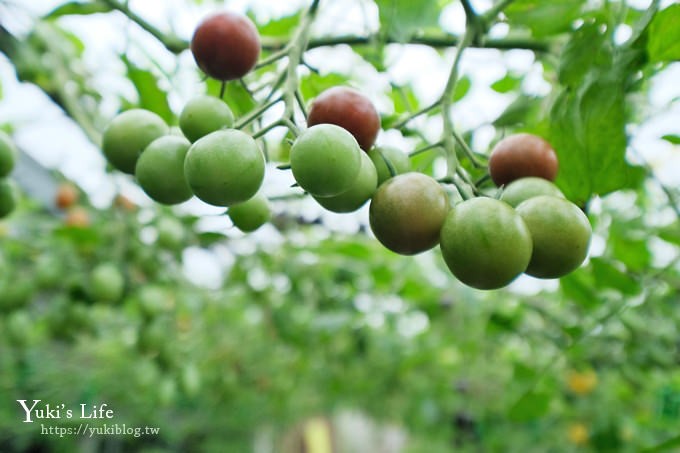 新竹景點【金勇diy番茄農場】彩色番茄聯合國(免門票)採果搗麻糬DIY親子好去處 - yuki.tw