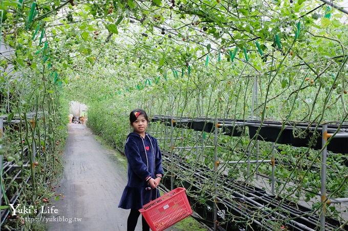 新竹景點【金勇diy番茄農場】彩色番茄聯合國(免門票)採果搗麻糬DIY親子好去處 - yuki.tw