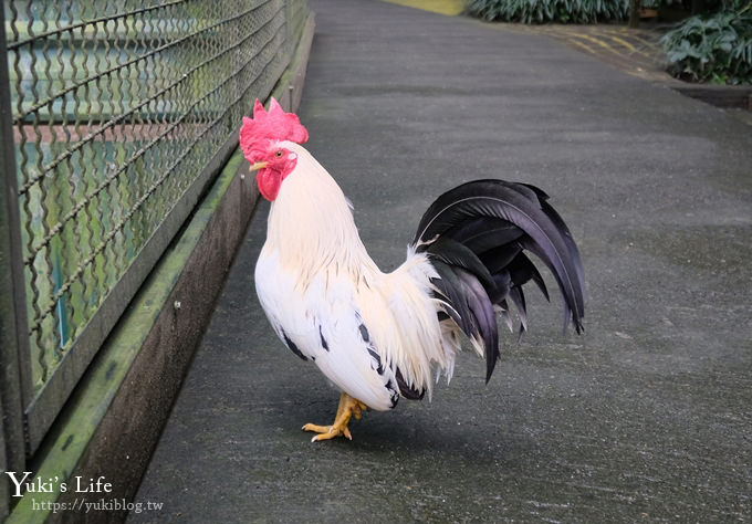 新竹景點【森林鳥花園】森林系彩虹溜滑梯×水池×玩沙池×鳥園小動物~親子一日遊好去處！ - yuki.tw