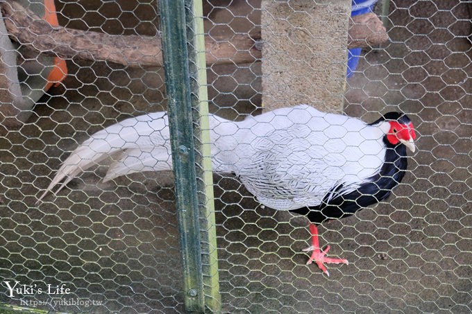 新竹景點【森林鳥花園】森林系彩虹溜滑梯×水池×玩沙池×鳥園小動物~親子一日遊好去處！ - yuki.tw