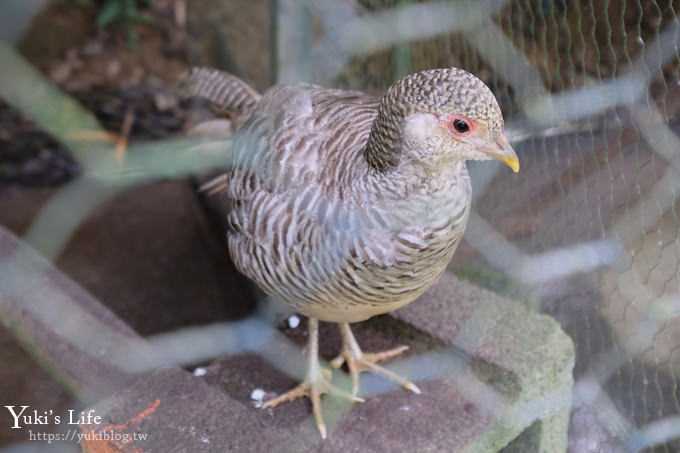 新竹景點【森林鳥花園】森林系彩虹溜滑梯×水池×玩沙池×鳥園小動物~親子一日遊好去處！ - yuki.tw