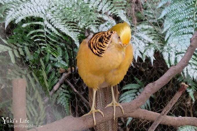 新竹景點【森林鳥花園】森林系彩虹溜滑梯×水池×玩沙池×鳥園小動物~親子一日遊好去處！ - yuki.tw