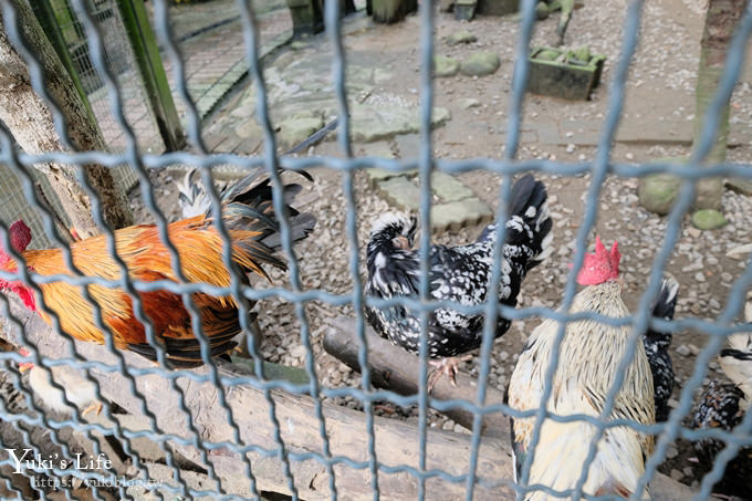 新竹景點【森林鳥花園】森林系彩虹溜滑梯×水池×玩沙池×鳥園小動物~親子一日遊好去處！ - yuki.tw