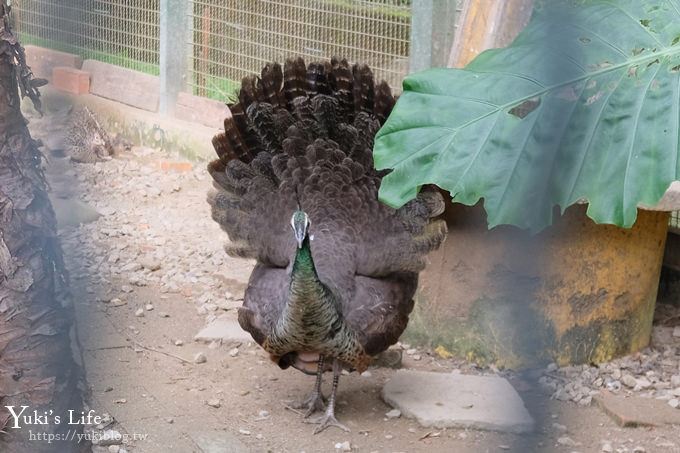 新竹景點【森林鳥花園】森林系彩虹溜滑梯×水池×玩沙池×鳥園小動物~親子一日遊好去處！ - yuki.tw