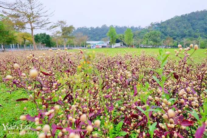 宜蘭礁溪景點》龍潭湖悠活園區，白色貨櫃屋免門票、大碗公溜滑梯野餐餵魚~ - yuki.tw