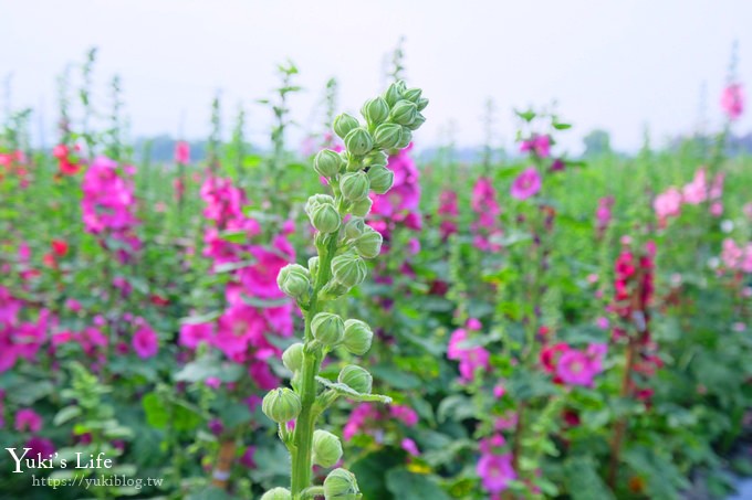 搶先看【2019蜀葵花迷宮】3/31開放~「琉璃仙境」順遊親子景點 - yuki.tw