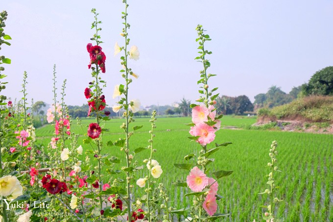 搶先看【2019蜀葵花迷宮】3/31開放~「琉璃仙境」順遊親子景點 - yuki.tw