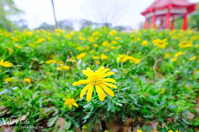 桃園親子景點【大溪埔頂公園】超美花海盛開×野餐好去處×大草皮溜滑梯×大溪老街順遊行程 - yuki.tw