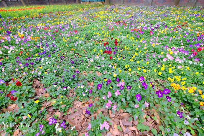 桃園親子景點【大溪埔頂公園】超美花海盛開×野餐好去處×大草皮溜滑梯×大溪老街順遊行程 - yuki.tw