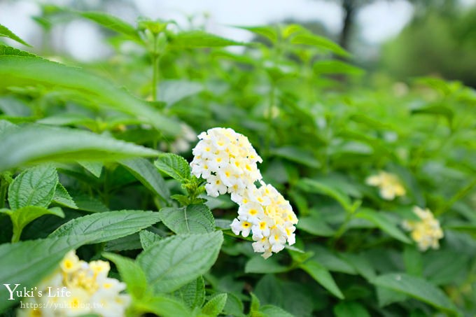 桃園親子景點【大溪埔頂公園】超美花海盛開×野餐好去處×大草皮溜滑梯×大溪老街順遊行程 - yuki.tw