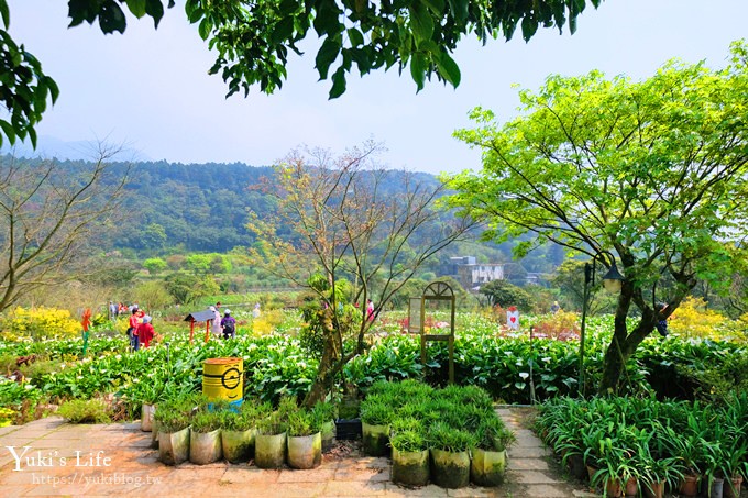 竹子湖海芋季推薦【苗榜海芋園】愛麗絲仙境花園餐廳×陽明山美食~家庭聚餐雞肉料理好好吃~ - yuki.tw