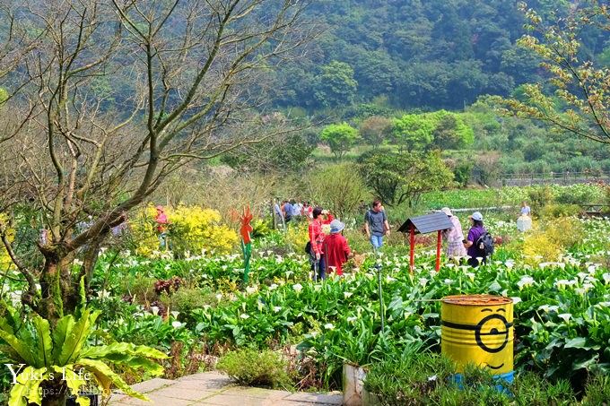 竹子湖海芋季推薦【苗榜海芋園】愛麗絲仙境花園餐廳×陽明山美食~家庭聚餐雞肉料理好好吃~ - yuki.tw