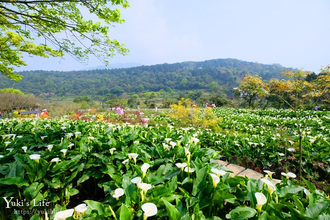 竹子湖海芋季推薦【苗榜海芋園】愛麗絲仙境花園餐廳×陽明山美食~家庭聚餐雞肉料理好好吃~ - yuki.tw