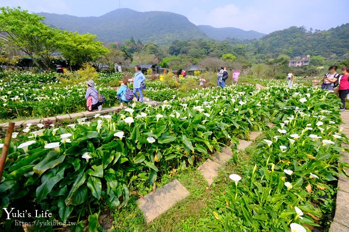 竹子湖海芋季推薦【苗榜海芋園】愛麗絲仙境花園餐廳×陽明山美食~家庭聚餐雞肉料理好好吃~ - yuki.tw