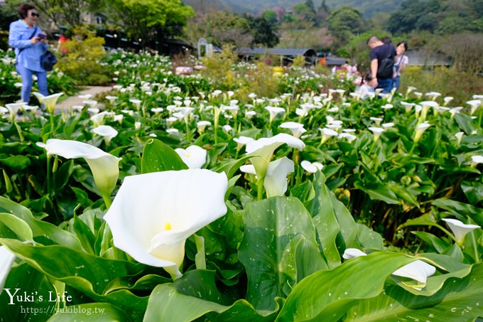 竹子湖海芋季推薦【苗榜海芋園】愛麗絲仙境花園餐廳×陽明山美食~家庭聚餐雞肉料理好好吃~ - yuki.tw