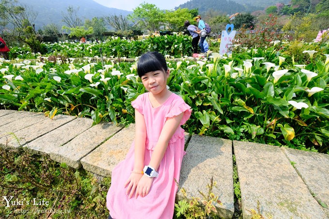 竹子湖海芋季推薦【苗榜海芋園】愛麗絲仙境花園餐廳×陽明山美食~家庭聚餐雞肉料理好好吃~ - yuki.tw